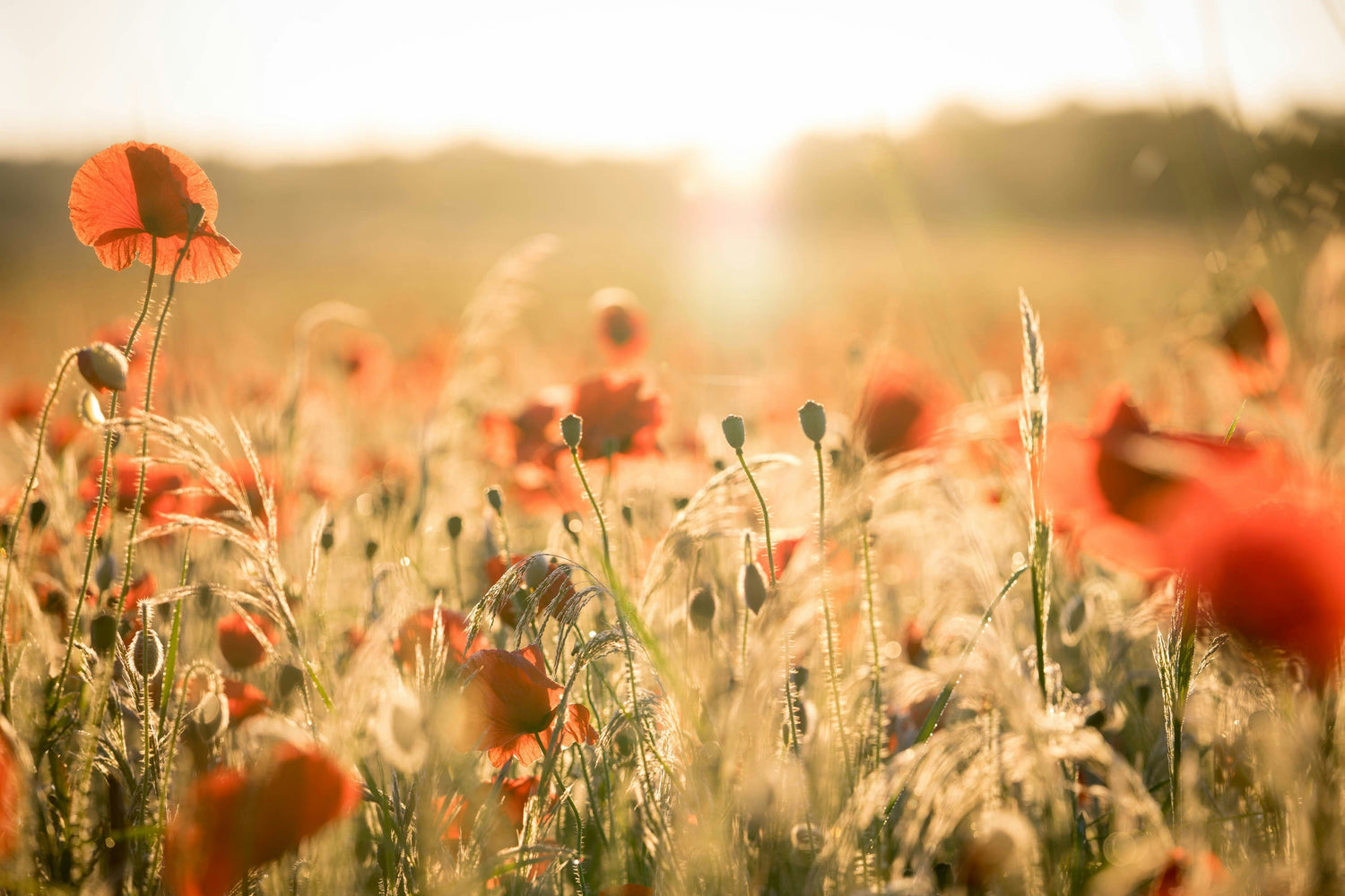 The Role of Beauty in Discipleship, Part 1